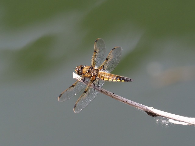 d0156387_22071962.jpg