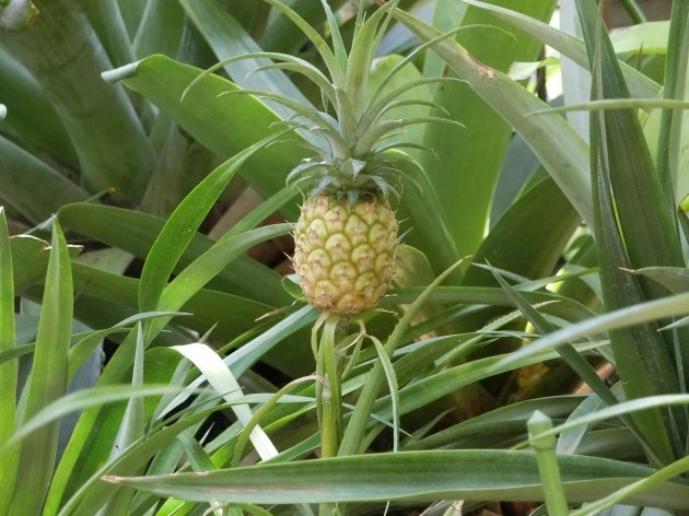 久しぶりの植物園～（*^_^*）_d0165488_20301810.jpg