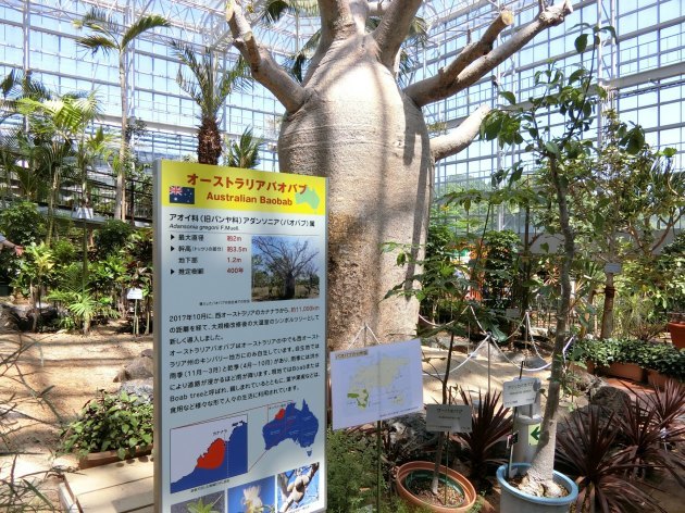 久しぶりの植物園～（*^_^*）_d0165488_20311056.jpg