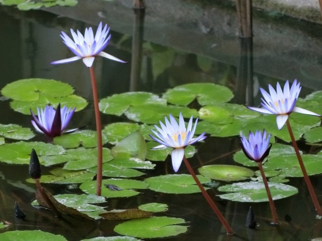 久しぶりの植物園～（*^_^*）_d0165488_20321826.jpg