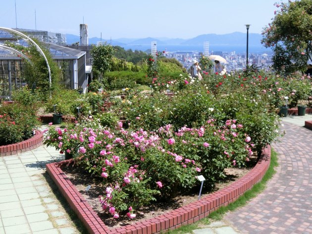 久しぶりの植物園～（*^_^*）_d0165488_20343311.jpg