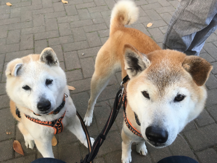 ワンコの眼帯 小鉄と斗和の親子日記