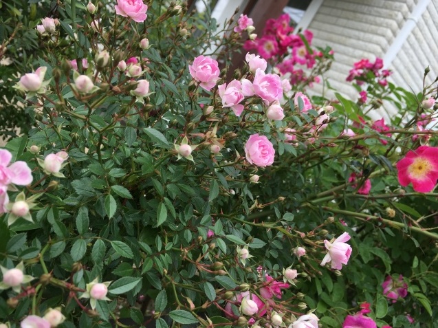 d0157497_22313120.jpeg