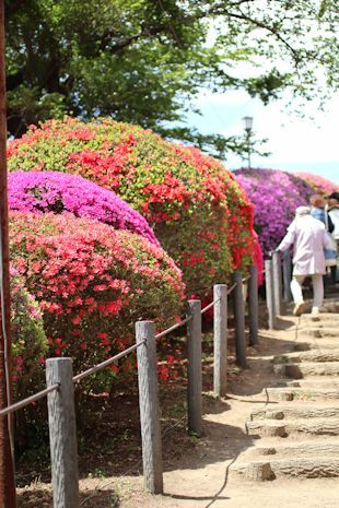 鶴峯公園のつつじ祭り♪_c0090198_20412659.jpg