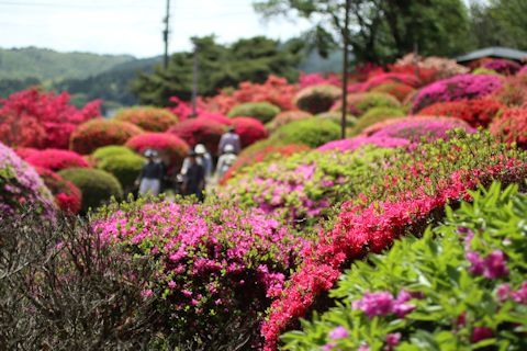 鶴峯公園のつつじ祭り♪_c0090198_20424956.jpg