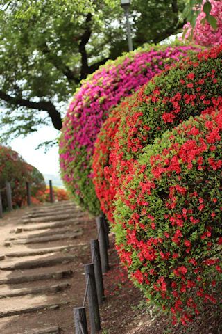 鶴峯公園のつつじ祭り♪_c0090198_20501298.jpg