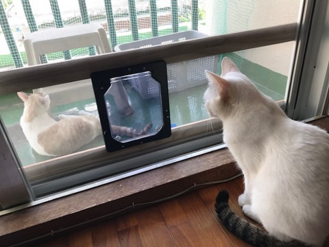 網戸に猫ドアを設置 補強 Peko Tinがゆく 網戸に猫ドアを設置 補強 Peko Tinがゆく