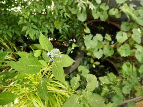 d0179410_20551106.jpeg