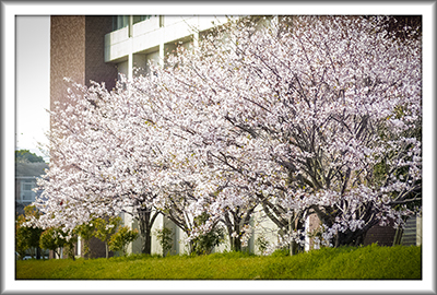 熊本桜と花々2018(1)_b0133911_18520643.jpg