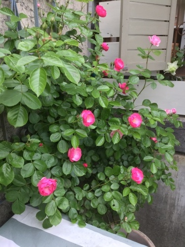d0078312_13571796.jpeg