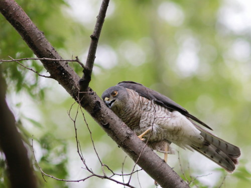 都市公園のツミ♀　　　　　ＴＮＫ_d0346713_20500206.jpg