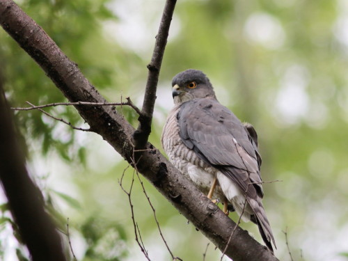 都市公園のツミ♀　　　　　ＴＮＫ_d0346713_20502583.jpg