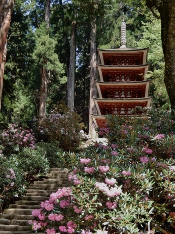 石楠花のみ寺（a temple on a mountain with rhododendrons） - ももさへづり＊やまと編＊cent chants d'une chouette (Yamato＊Japon)