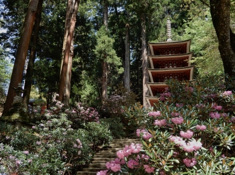 石楠花のみ寺（a temple on a mountain with rhododendrons）_a0332314_14035444.jpg