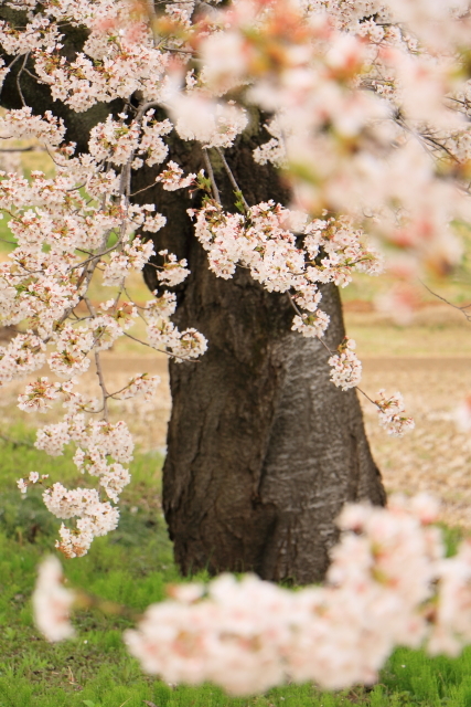 柳川緑地公園の桜 The Best Shot 柳川緑地公園の桜 The Best Shot