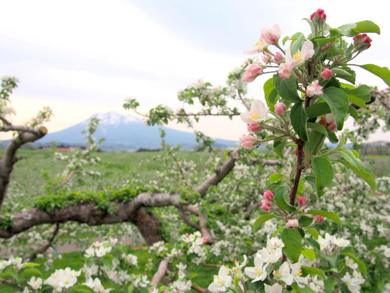 りんごの花：弘前市りんご公園*2018.05.12_b0147224_11562691.jpg