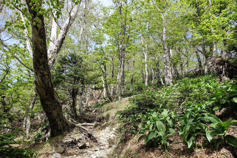 2018.5.12　八経ヶ岳(1915m) 奈良県吉野郡上北山村 SOTA JA/NR-001　日出ヶ岳(1695m) 三重県多気郡大台町 SOTA JA/ME-001_c0383126_16304904.jpg