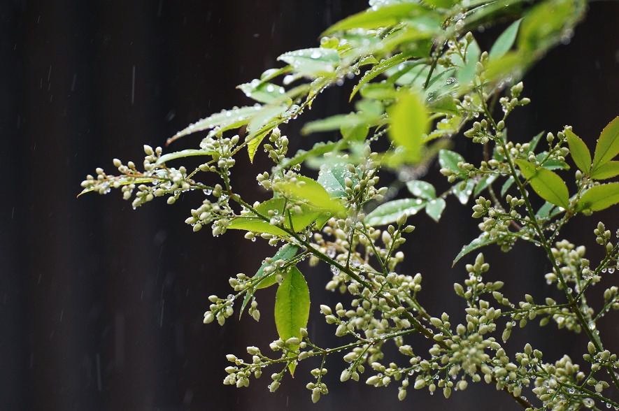 なぜか雨・・・_e0132536_13284935.jpg
