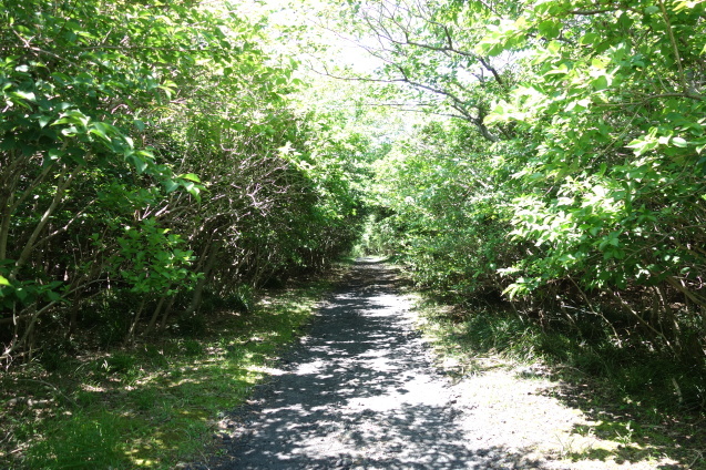 d0370737_21203514.jpeg