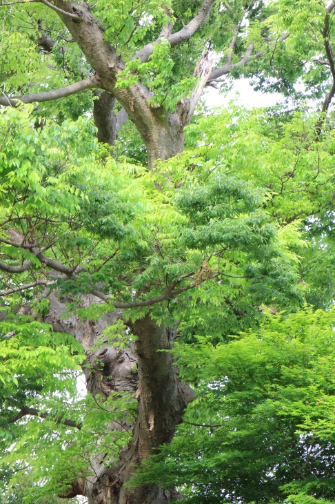 新緑の神苑ぼたん庭園_f0364539_15561858.jpg