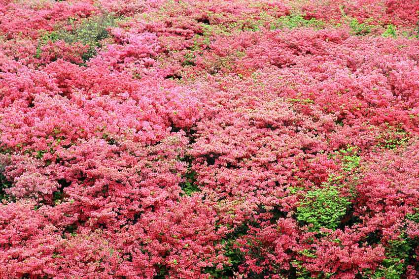 18年 船窪つつじ公園 すえドンのフォト日記