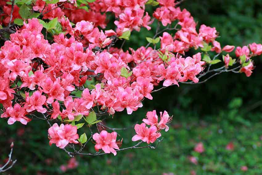 18年 船窪つつじ公園 すえドンのフォト日記