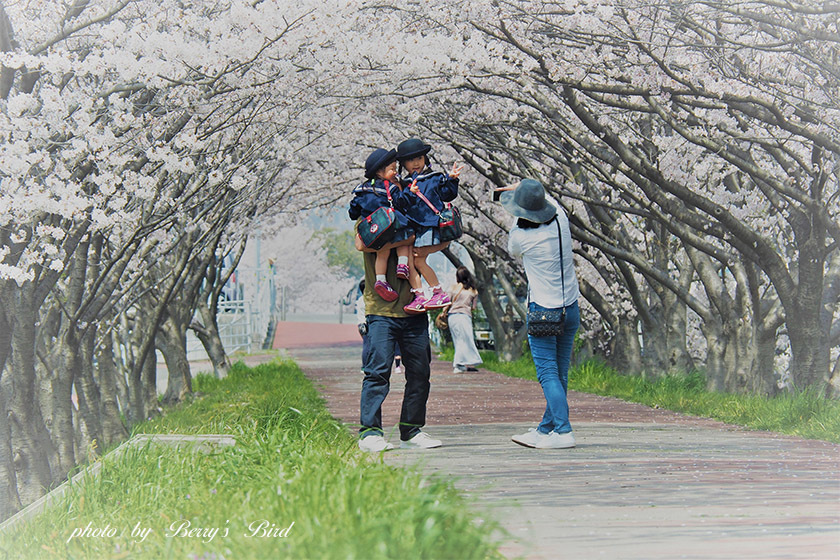 Family　圧倒的桜。 2018_e0173743_20553271.jpg