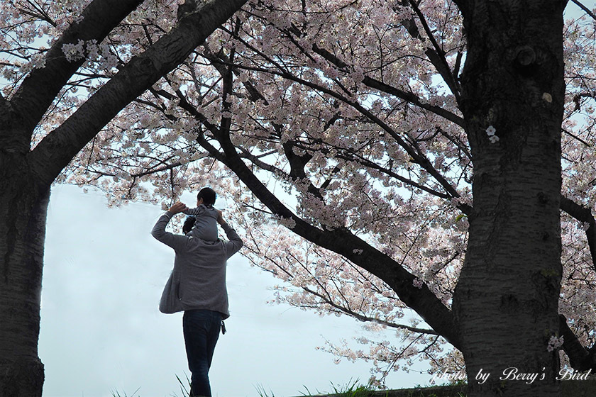 Family　圧倒的桜。 2018_e0173743_20563042.jpg