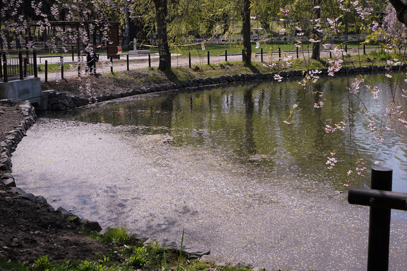 2018\'　sakura　 さくら　桜（月寒公園）_a0112747_22260920.jpg