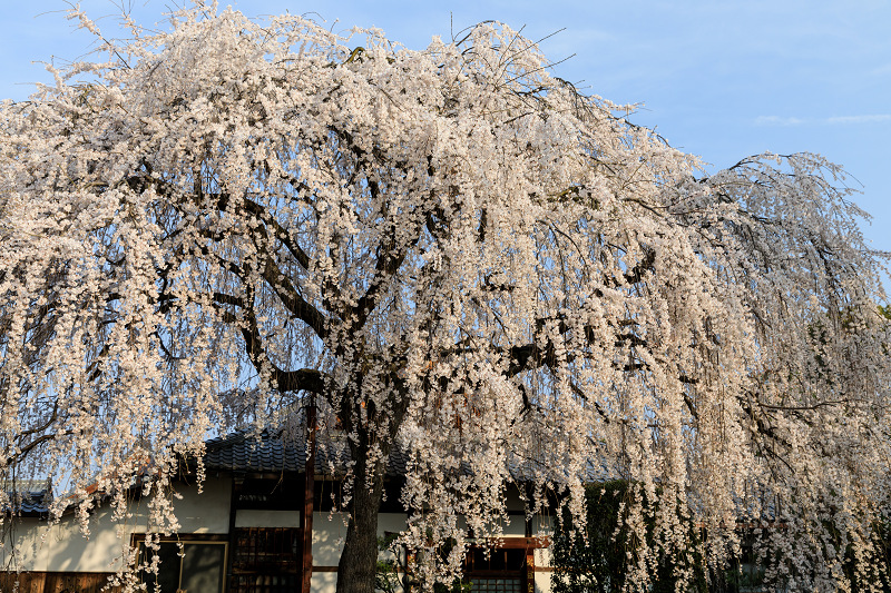 桜咲く京都2018　本満寺のしだれ桜_f0155048_1614191.jpg