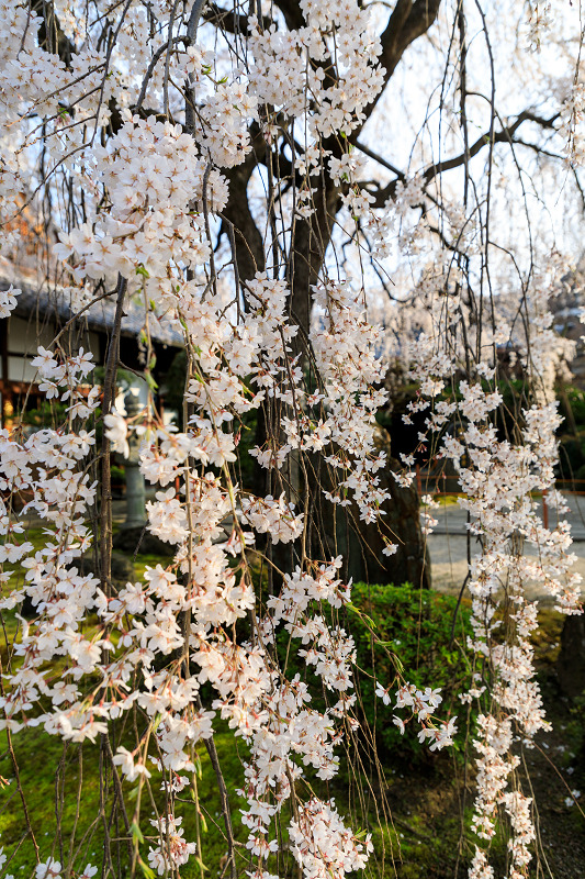 桜咲く京都2018　本満寺のしだれ桜_f0155048_16152418.jpg