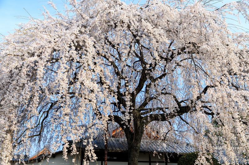 桜咲く京都2018　本満寺のしだれ桜_f0155048_16162388.jpg