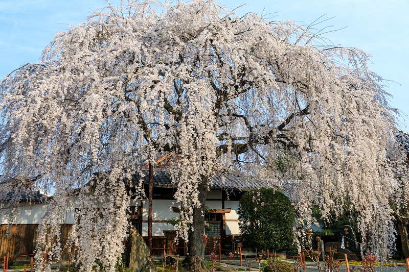 桜咲く京都2018　本満寺のしだれ桜_f0155048_16171534.jpg