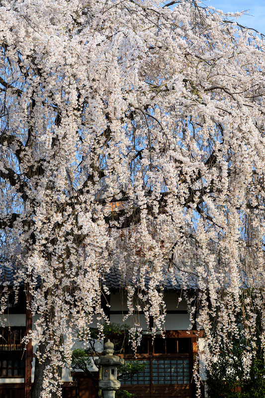 桜咲く京都2018　本満寺のしだれ桜_f0155048_16181799.jpg