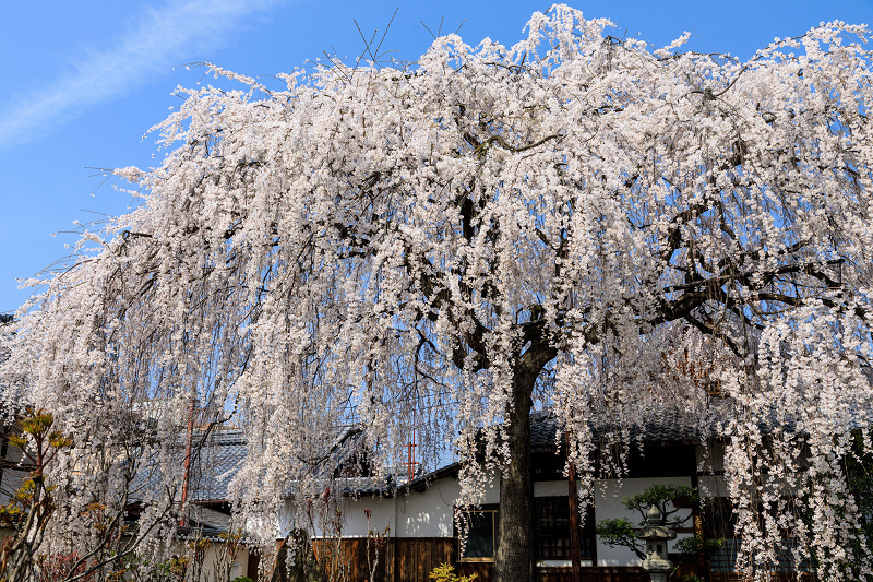 桜咲く京都2018　本満寺のしだれ桜_f0155048_16183829.jpg