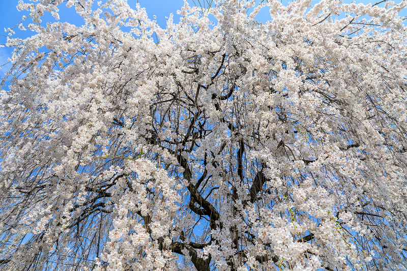 桜咲く京都2018 本満寺のしだれ桜_f0155048_1619351.jpg