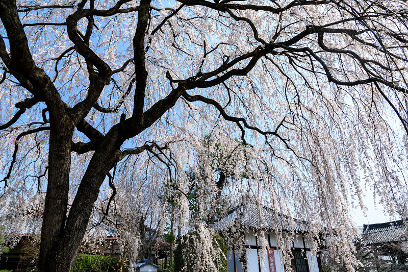 桜咲く京都2018　本満寺のしだれ桜_f0155048_16195475.jpg