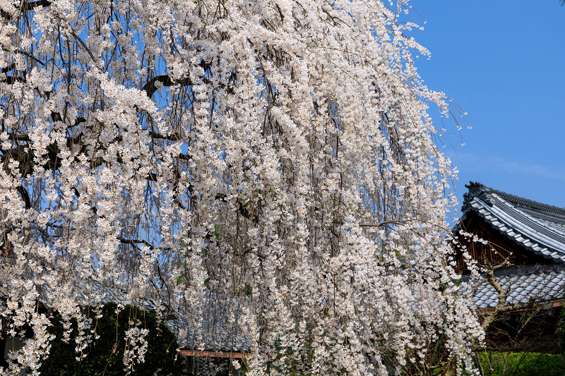 桜咲く京都2018　本満寺のしだれ桜_f0155048_16202726.jpg