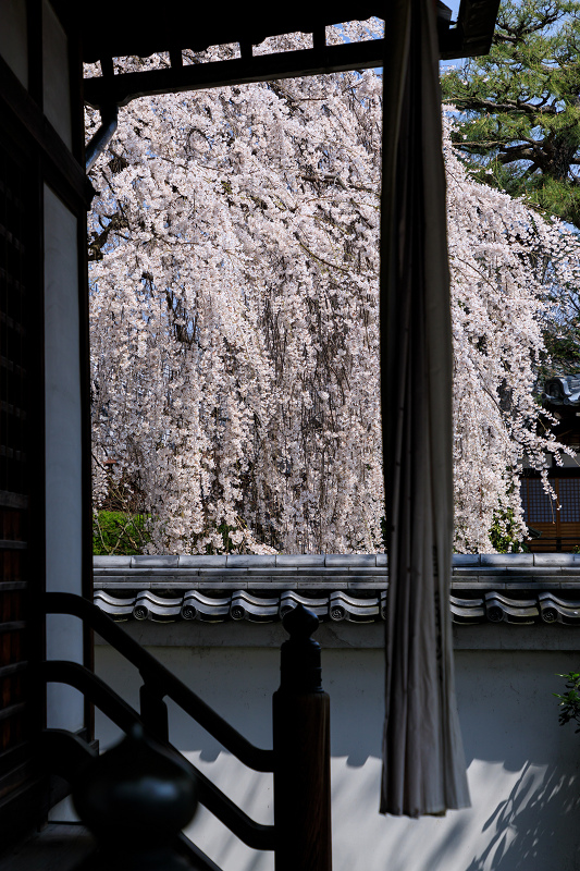 桜咲く京都2018　本満寺のしだれ桜_f0155048_16203561.jpg