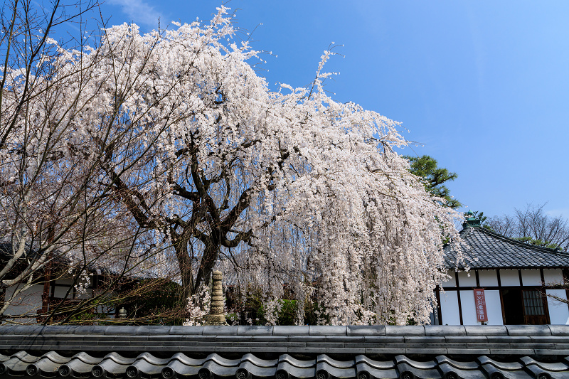 桜咲く京都2018　本満寺のしだれ桜_f0155048_16222873.jpg