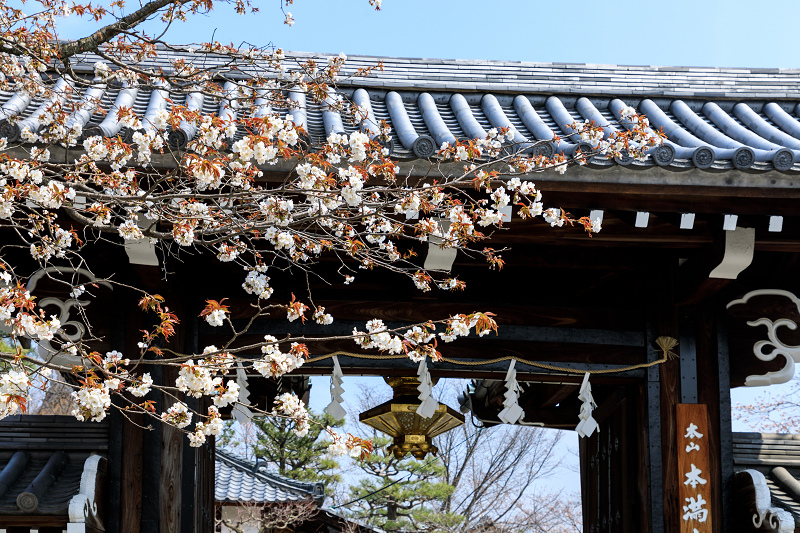 桜咲く京都2018　本満寺のしだれ桜_f0155048_1622368.jpg