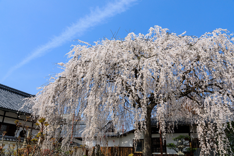 桜咲く京都2018　本満寺のしだれ桜_f0155048_16273950.jpg