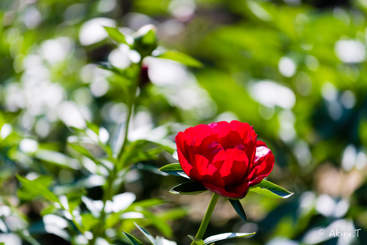 植物園 2018 春 -3-_f0152550_19423371.jpg