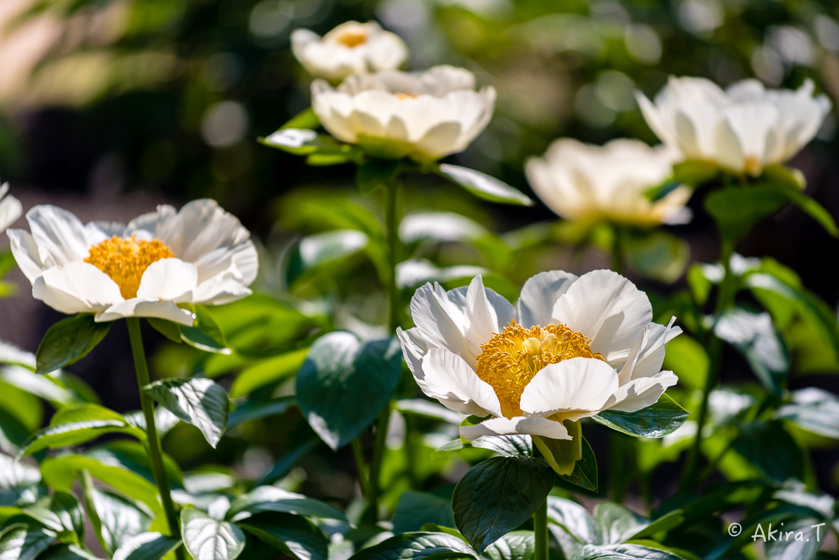 植物園 2018 春 -3-_f0152550_19423987.jpg