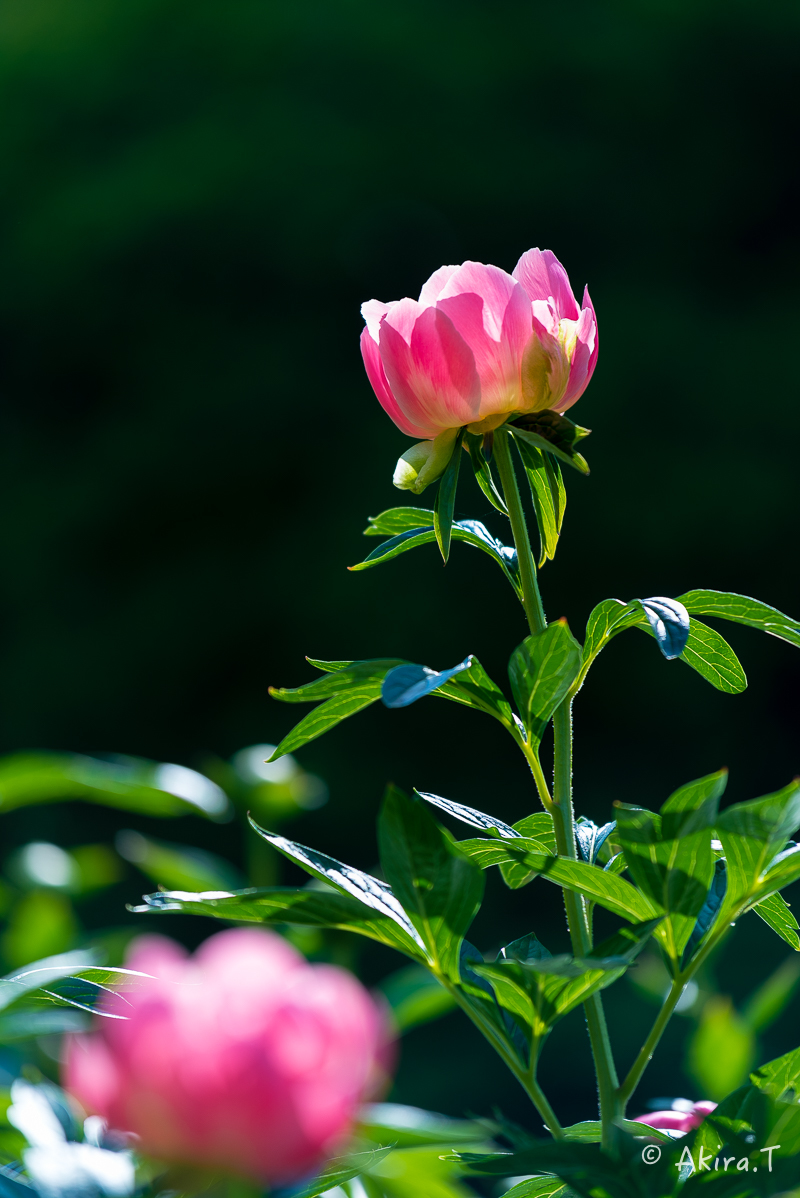 植物園 2018 春 -3-_f0152550_19424495.jpg