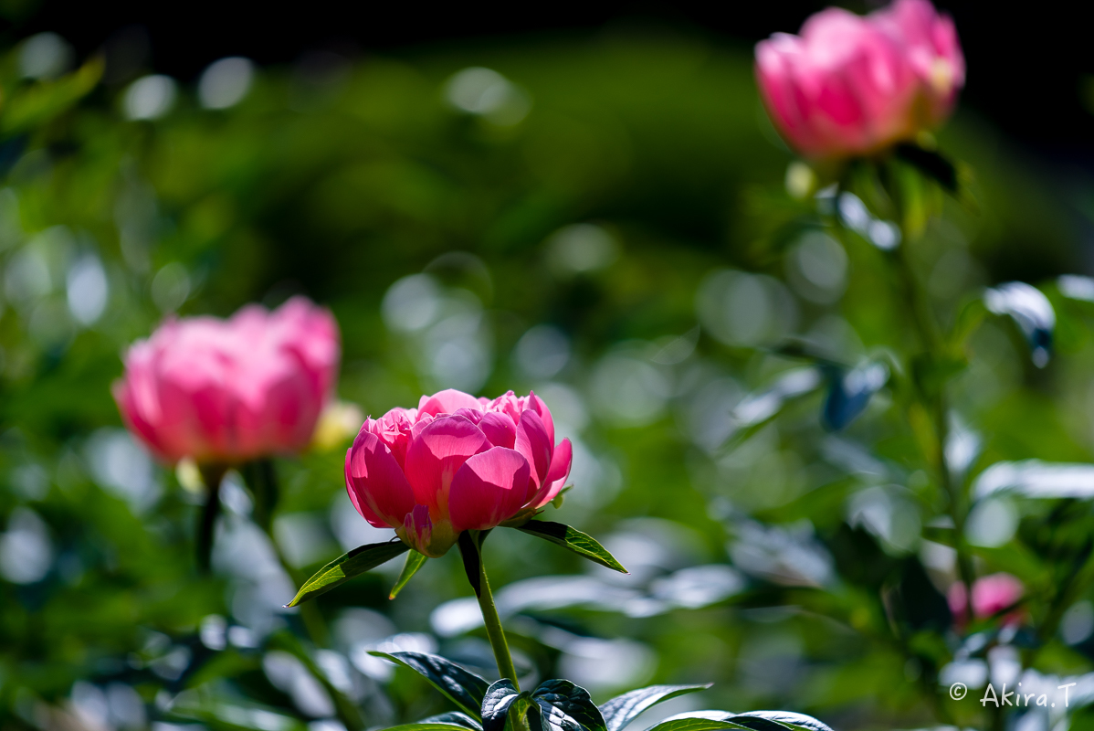 植物園 2018 春 -3-_f0152550_19425154.jpg