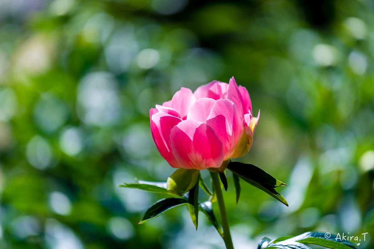 植物園 2018 春 -3-_f0152550_19430542.jpg