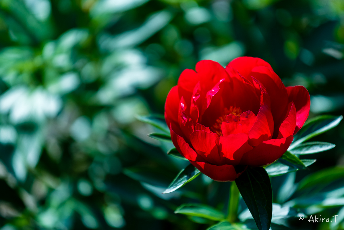 植物園 2018 春 -3-_f0152550_19431249.jpg