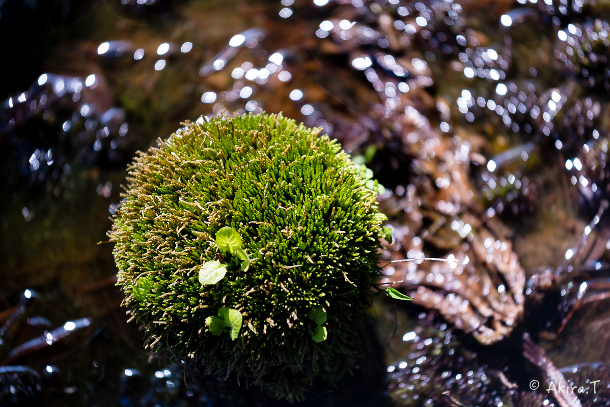 植物園 2018 春 -3-_f0152550_19432529.jpg