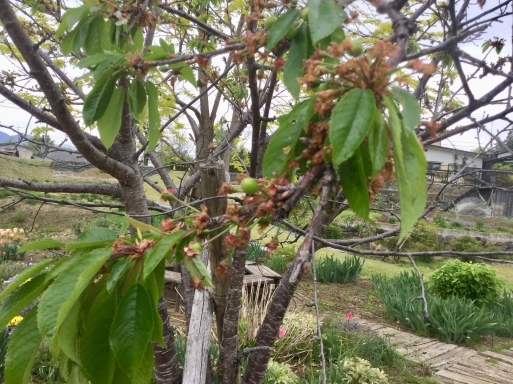 a0053063_15591584.jpeg